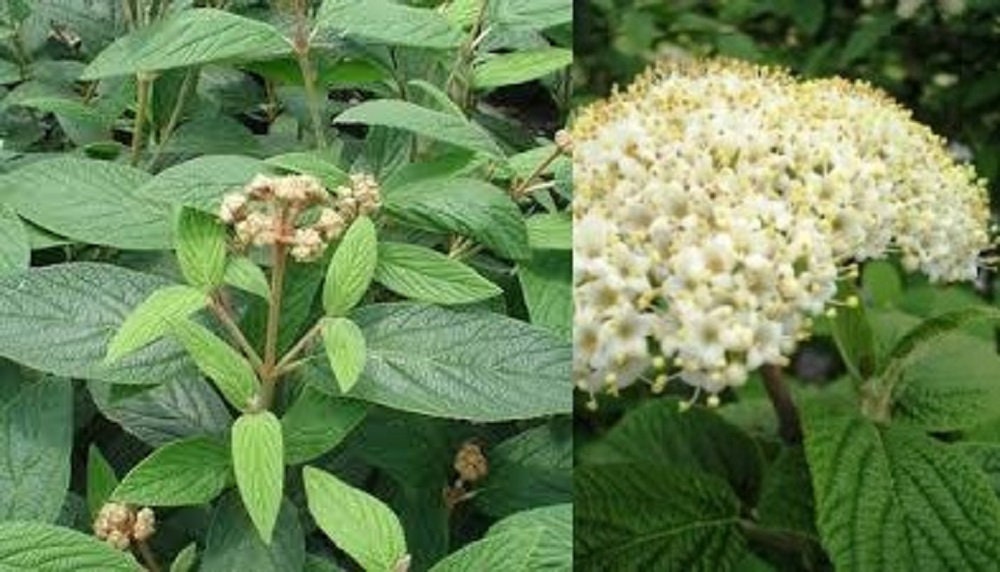 29 seeds of Viburnum x rhytidophylloides bulk wholesale seeds Etsy