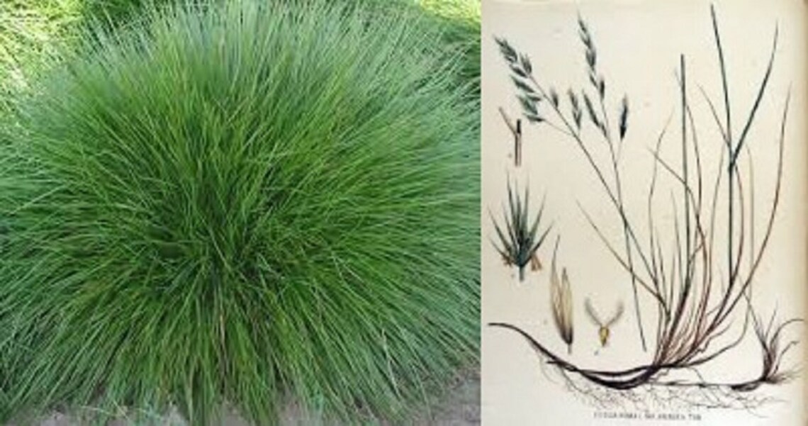 Fescue Chewings bulk wholesale seeds for planting Festuca Etsy