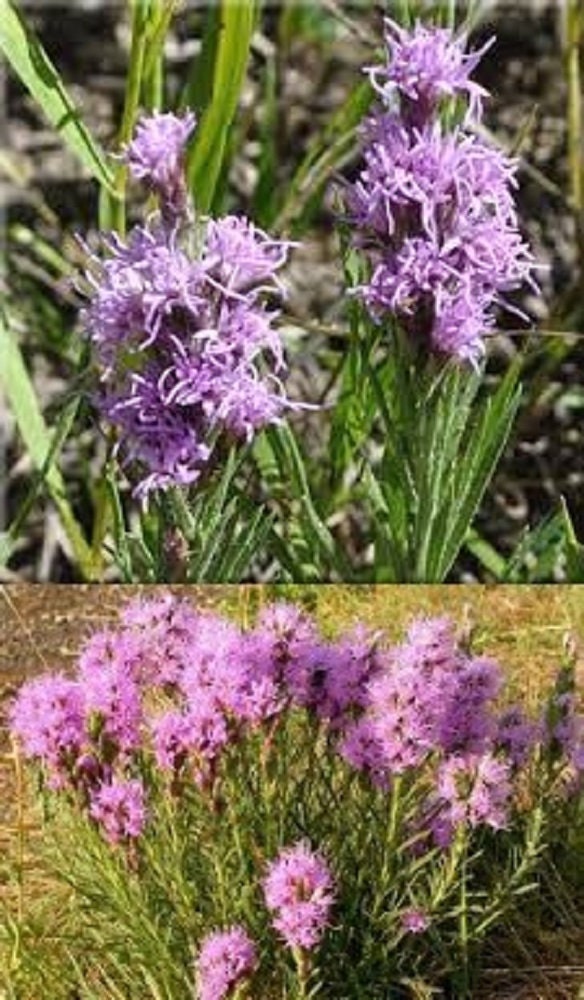 50 seeds of Liatris punctata bulk wholesale seeds for Etsy
