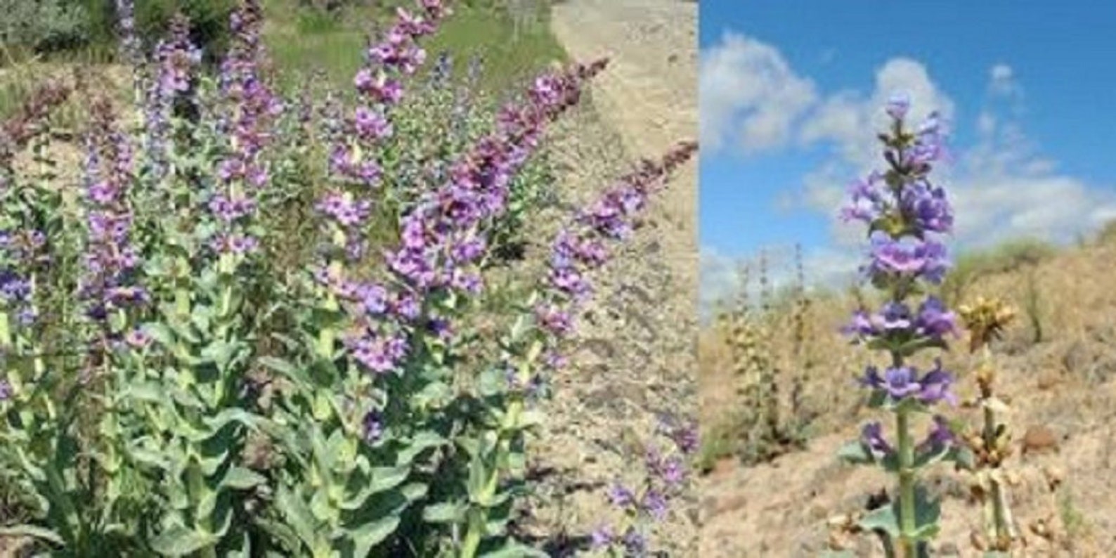 Penstemon acuminatus 100mg for planting sharpleaf