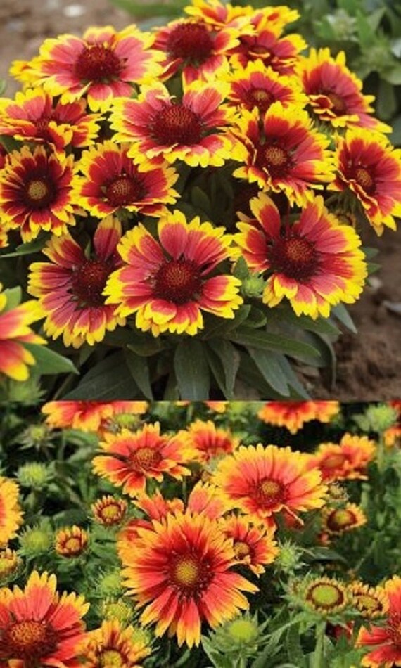 Gaillardia aristata bulk wholesale seeds for planting Etsy