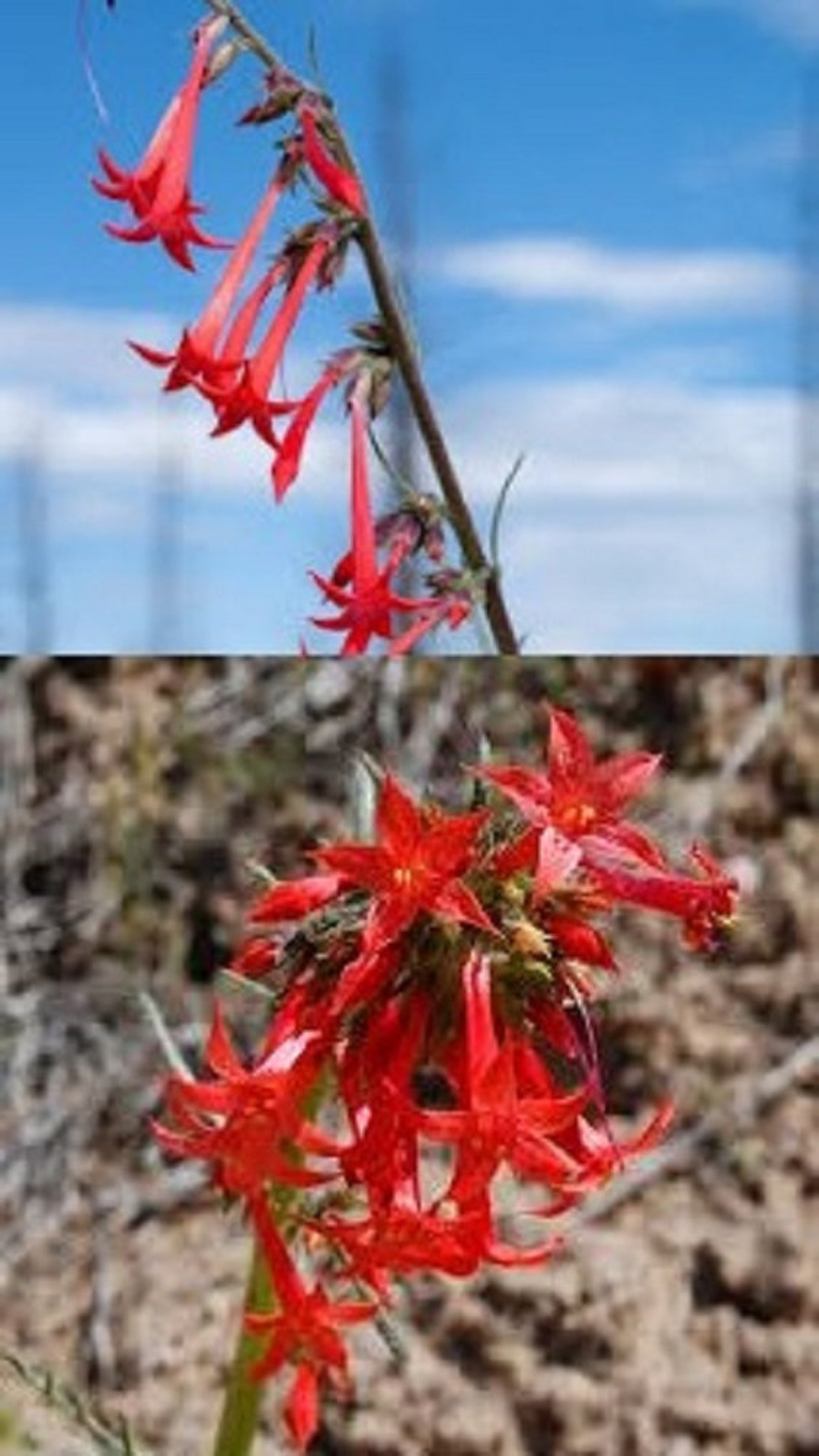 Ipomopsis aggregata bulk wholesale seeds for planting Scarlet Etsy