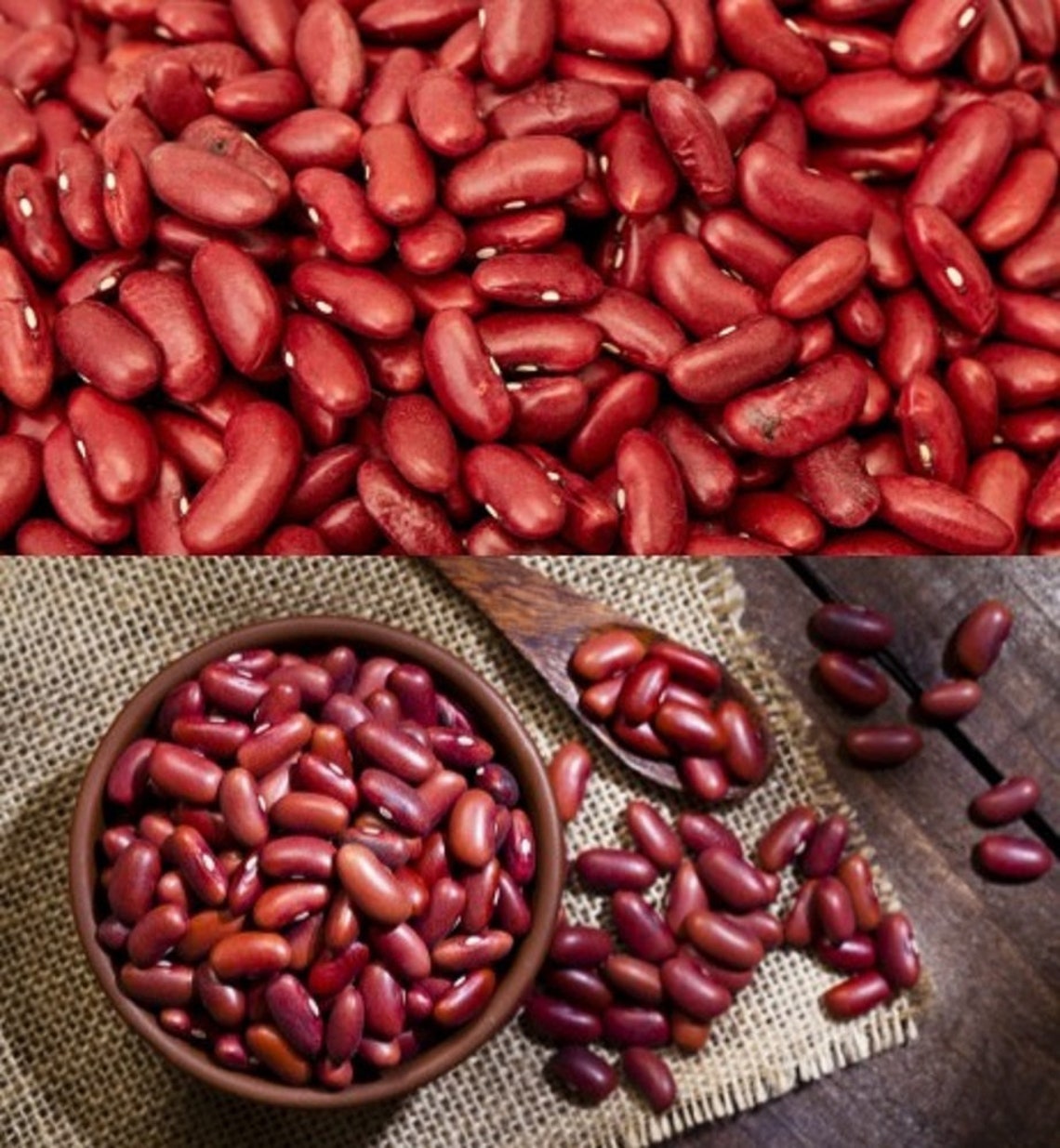 1 lb seeds of Kidney Beans bulk wholesale seeds for planting Etsy