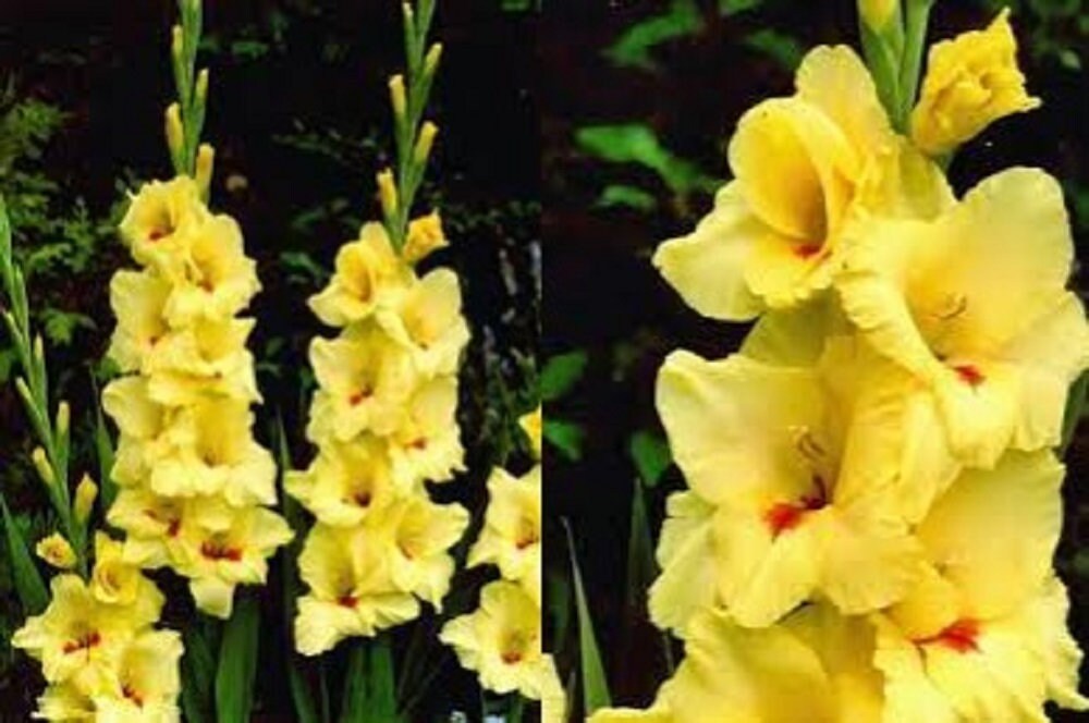 5 bulbs seeds of Gladiolus bulk wholesale seeds for planting Etsy