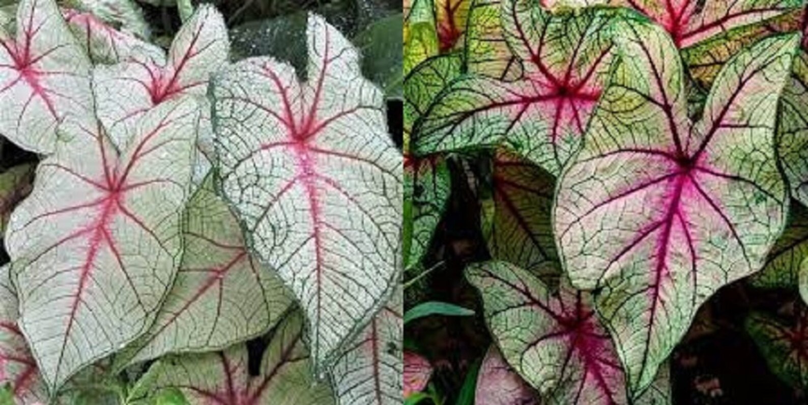 2 bulbs seeds of Caladium bulk wholesale seeds for planting Etsy