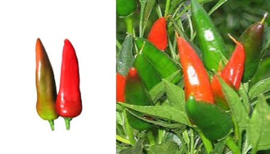 Mosco Pueblo Mirasol Chile Guajillo 250 mg seeds for Etsy