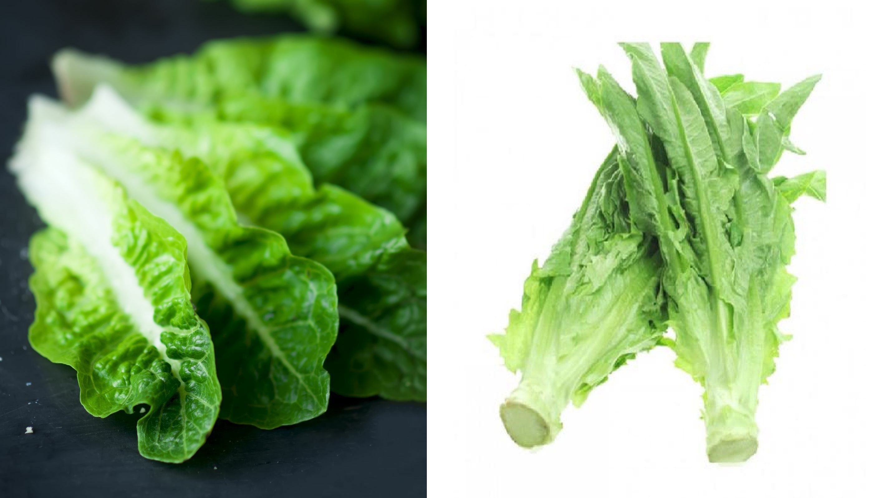 Asparagus Lettuce New Yu Mai seeds for planting 300 seeds AA Etsy