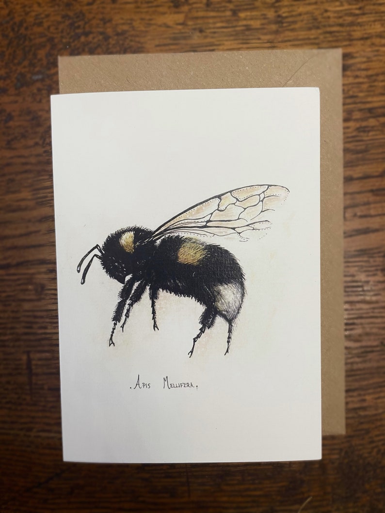 Bee Card Pack of 12 Fine Art Greeting Cards Multipack Botanical ink Illustrations A6 Any Occasion Blank Inside Recycled Envelopes image 6