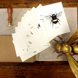 Bee Card Pack of 12 Fine Art Greeting Cards Multipack Botanical ink Illustrations A6 Any Occasion Blank Inside Recycled Envelopes image 2