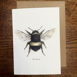 Bee Card Pack of 12 Fine Art Greeting Cards Multipack Botanical ink Illustrations A6 Any Occasion Blank Inside Recycled Envelopes image 4