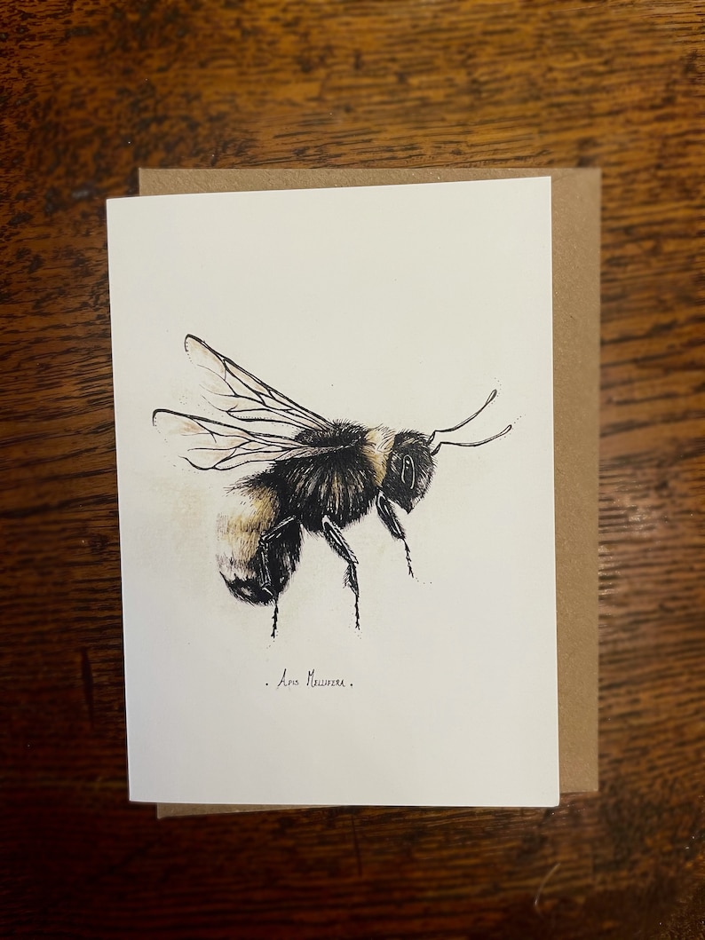 Bee Card Pack of 12 Fine Art Greeting Cards Multipack Botanical ink Illustrations A6 Any Occasion Blank Inside Recycled Envelopes image 5