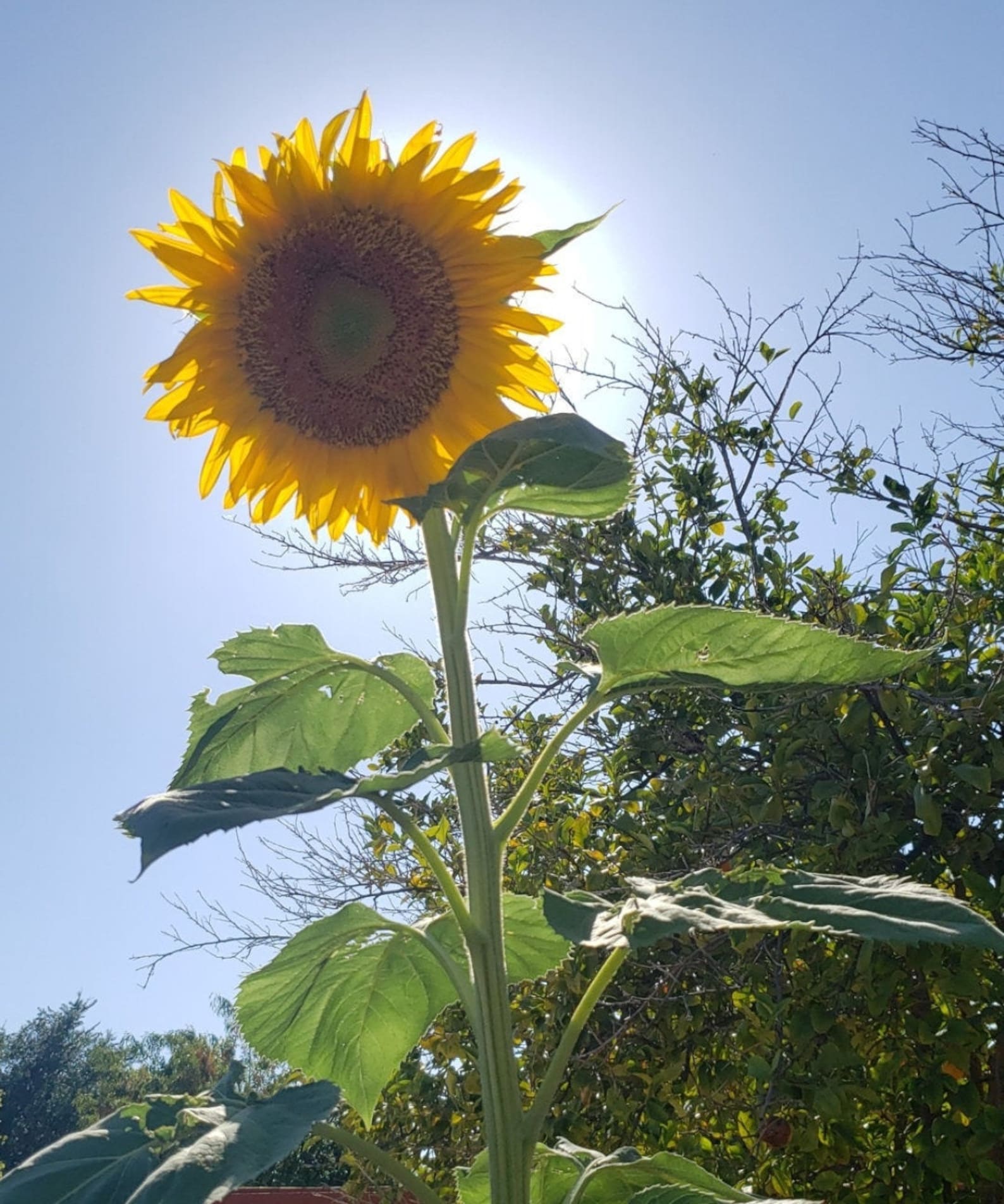 30 Sunflower Seeds Giant Mammoth Sunflower High Germination Etsy