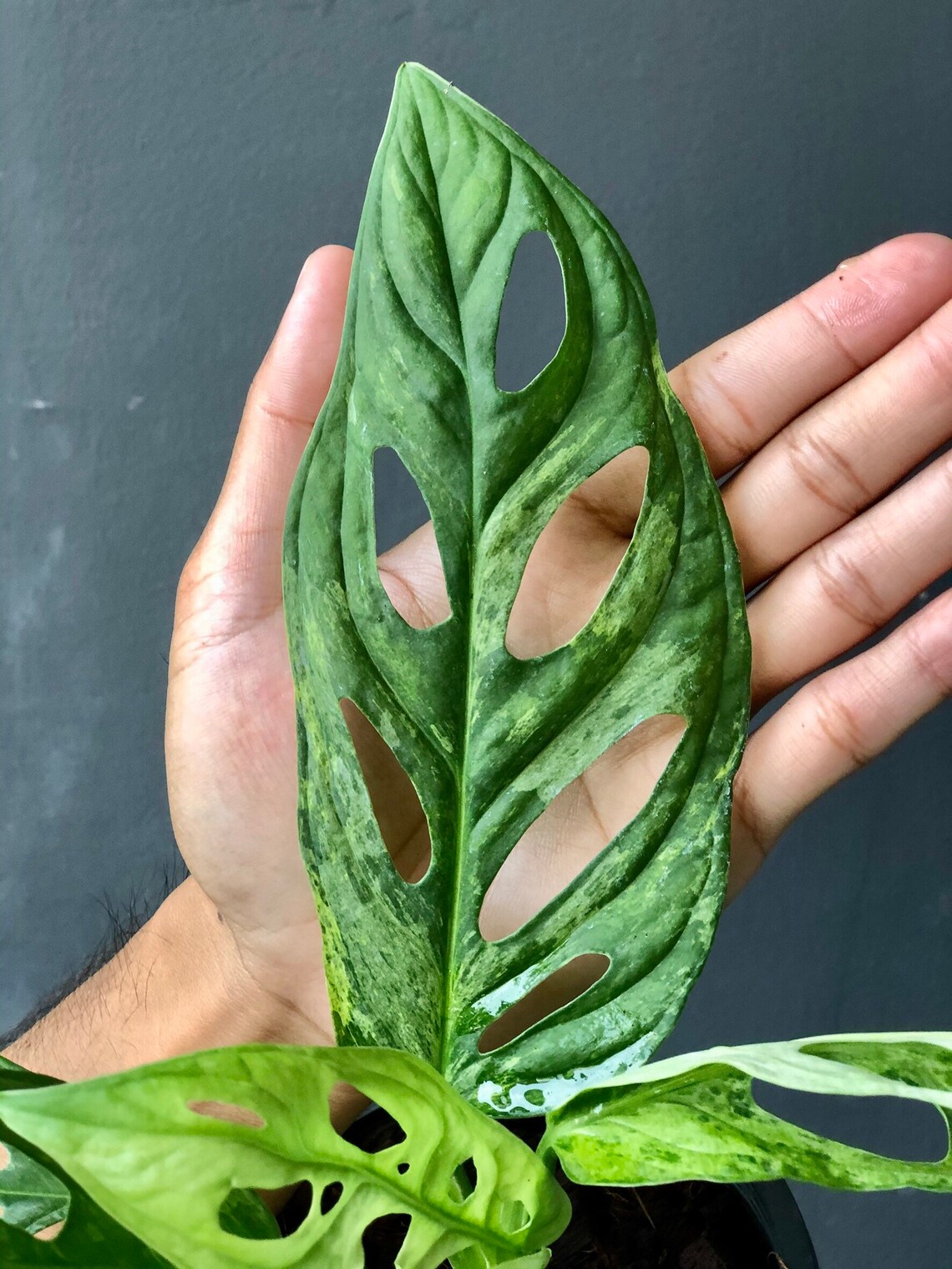 Monstera Adansonii Mint Variegated Live Whole Plant Fully | Etsy