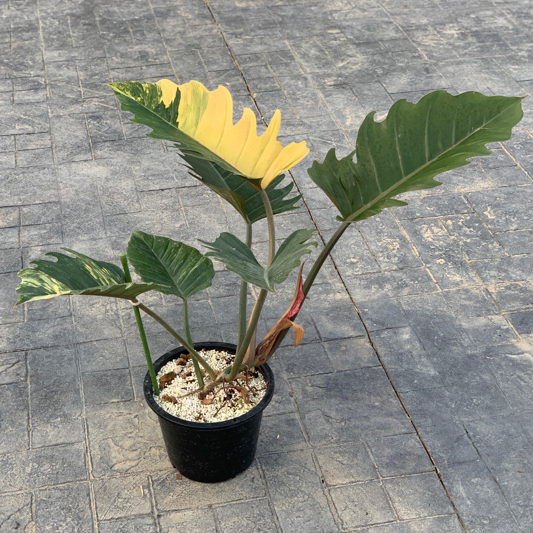 Philodendron Caramel Marble Variegated Live Plants Fully Etsy