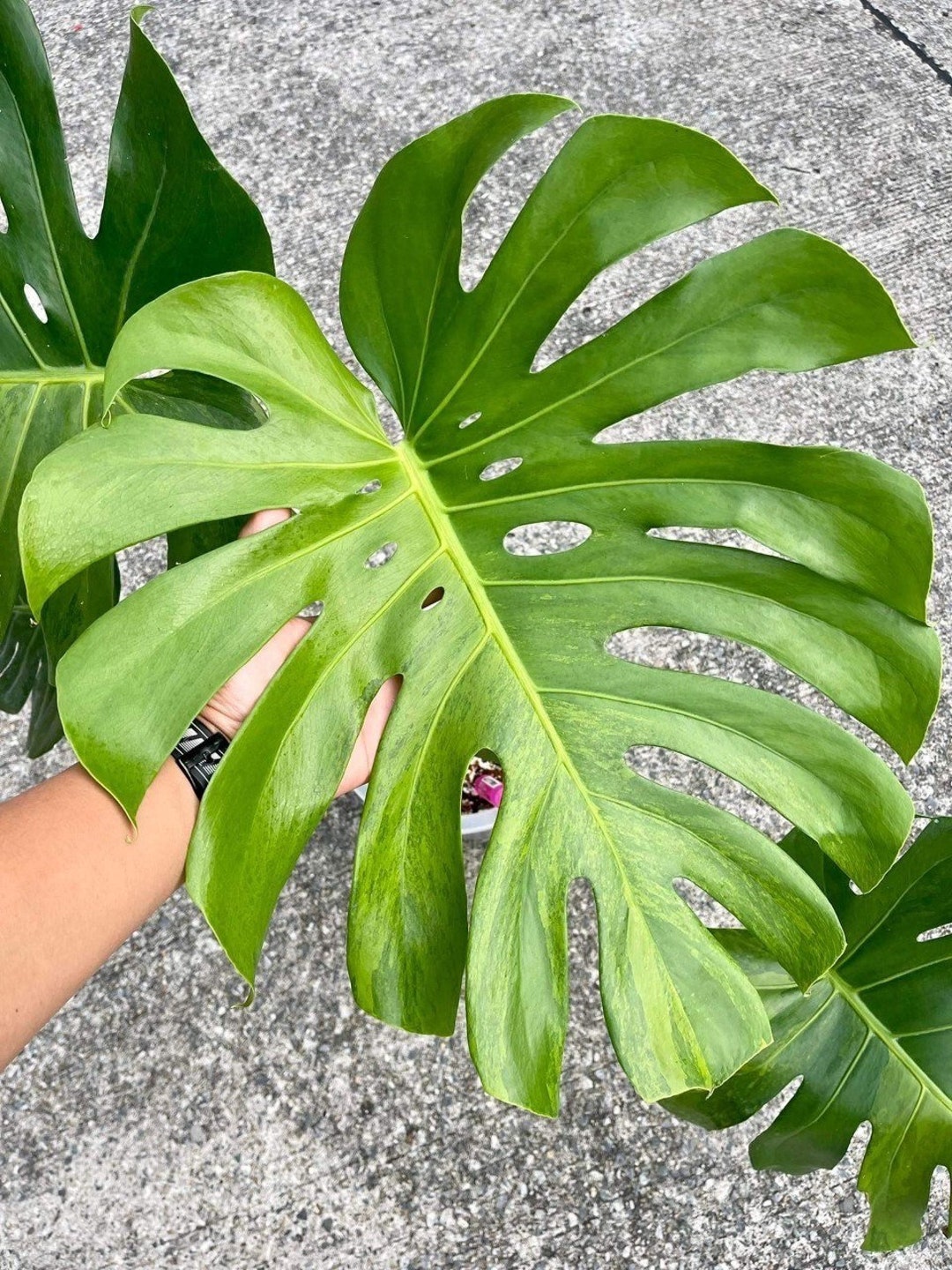 Monstera Deliciosa Green on Green - Etsy Denmark