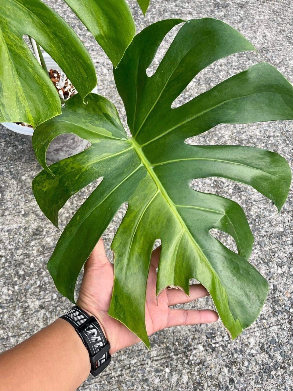 Monstera Deliciosa Green on Green - Etsy Denmark