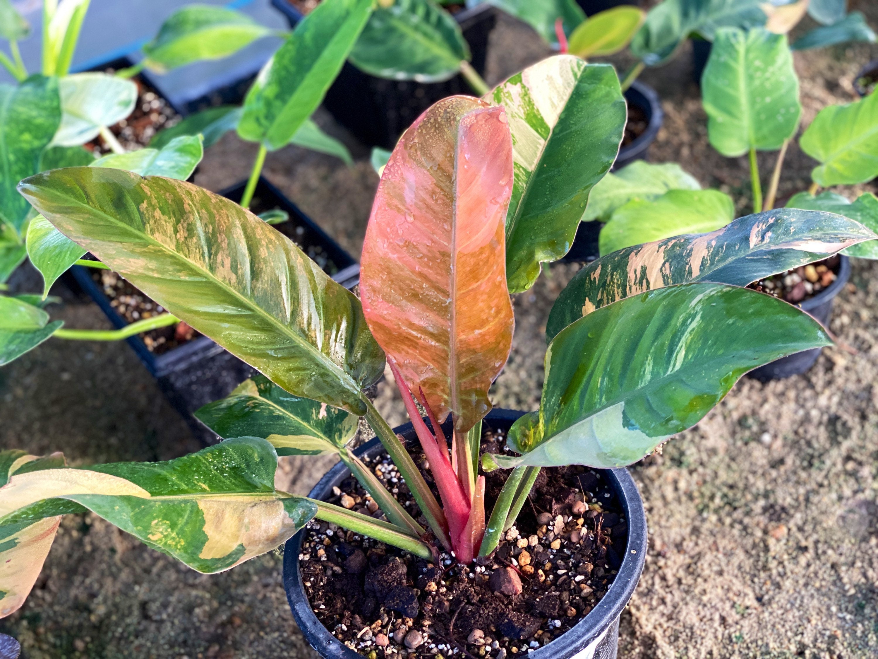 Philodendron Imperial Red Plant