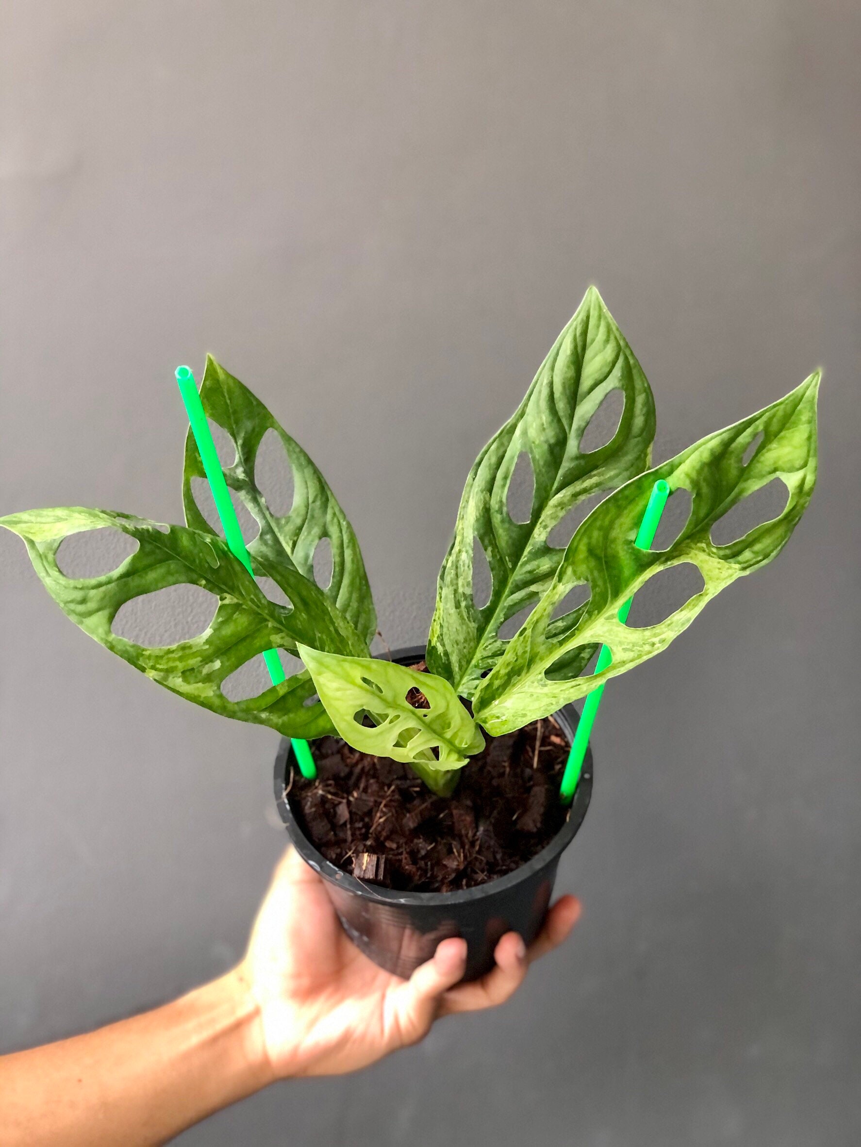 Monstera Adansonii Mint Variegated Live Whole Plant Fully