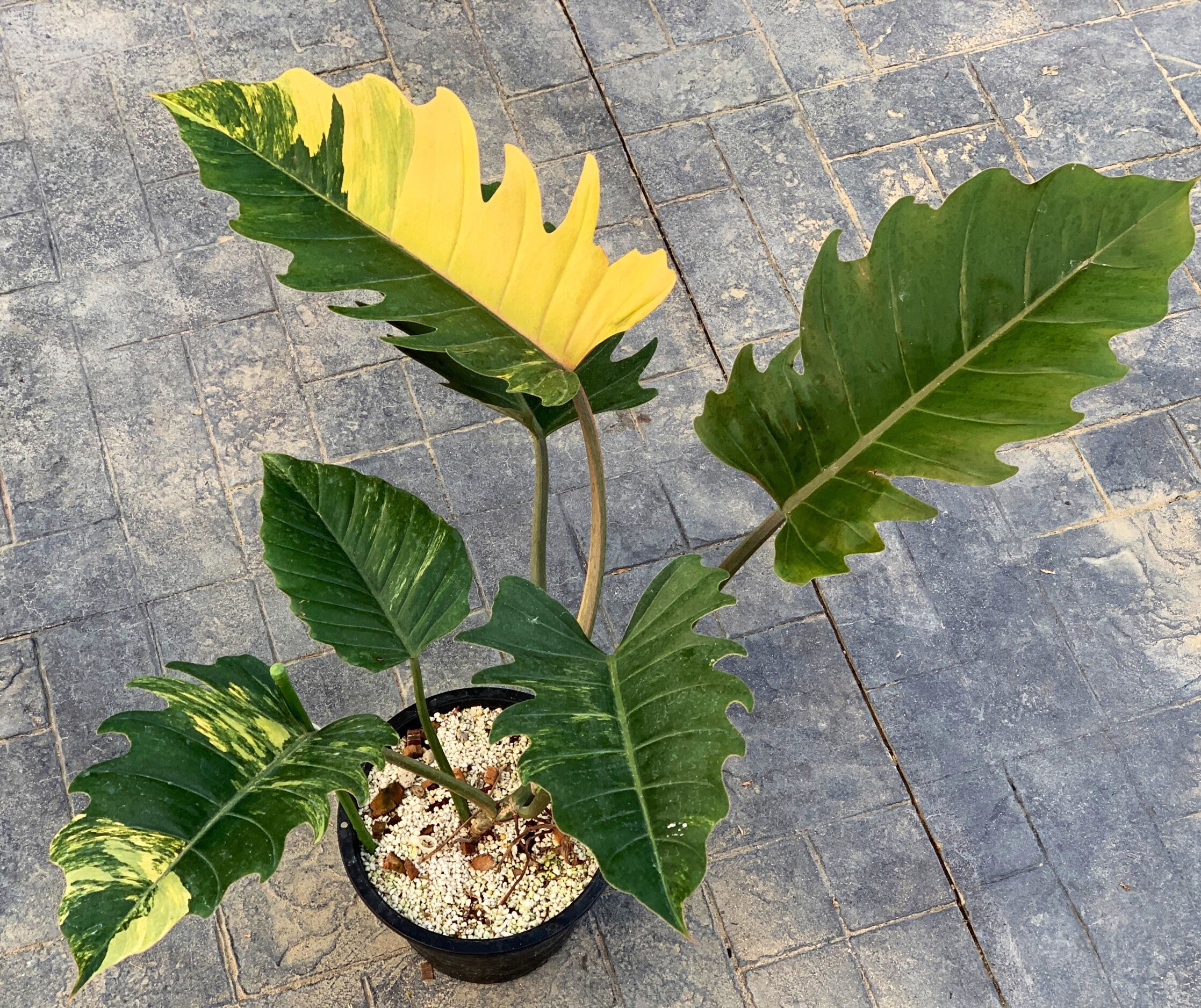 Philodendron Caramel Marble Variegated Live Plants Fully Etsy