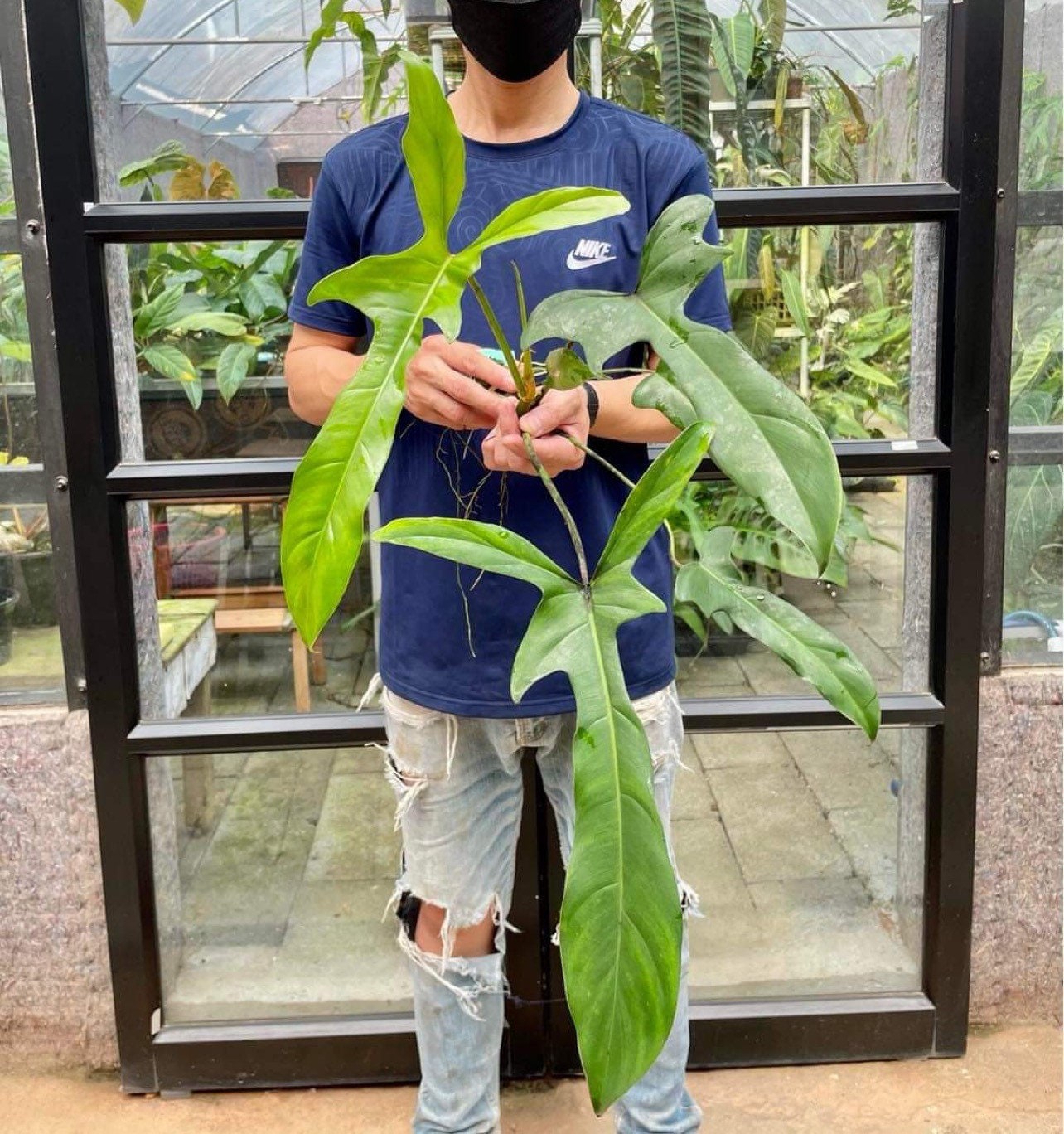 フィロデンドロン ロンギロバトム レラノミヤノ Philodendron