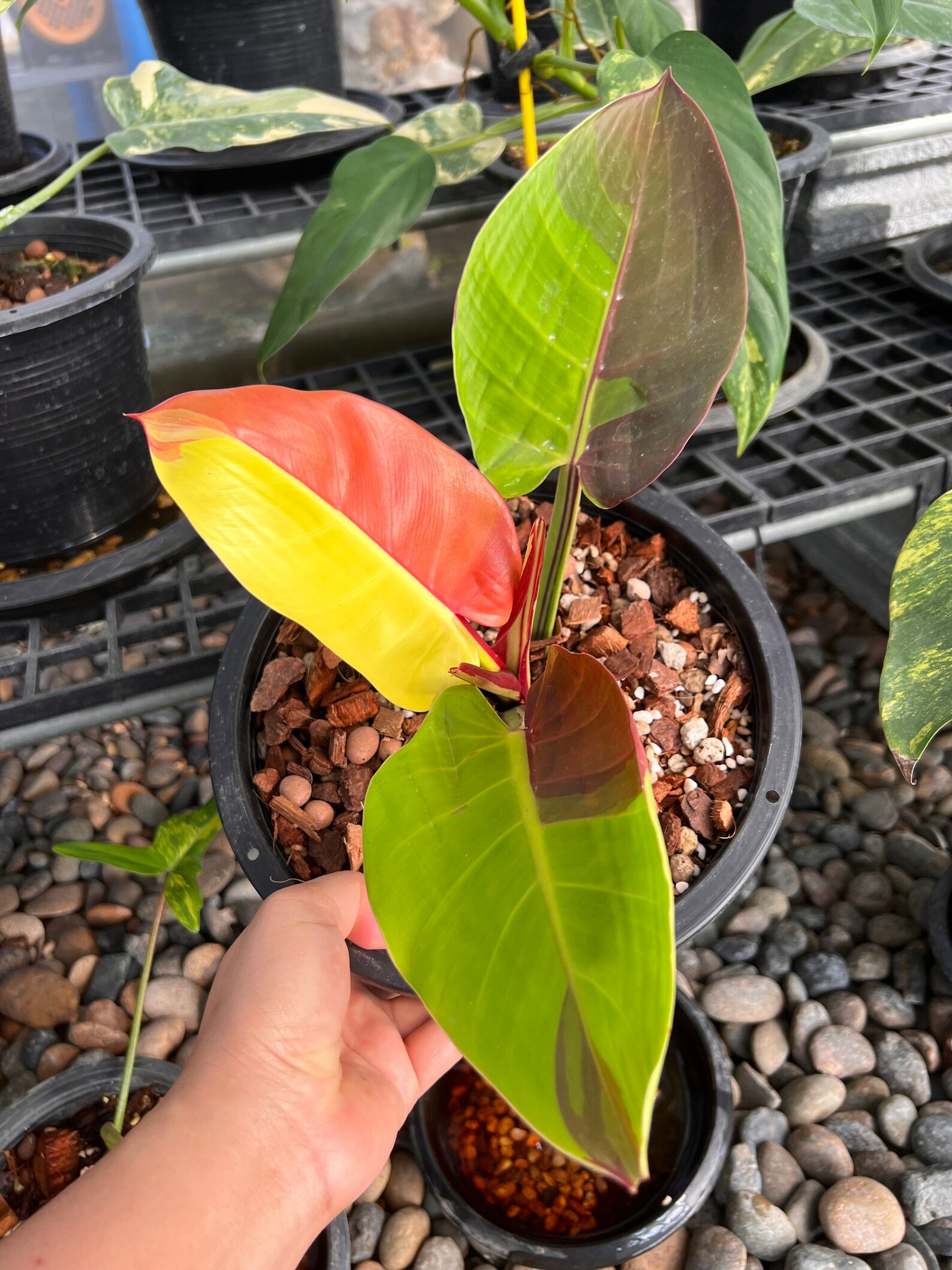 Philodendron Red Moon Variegated Well Rooted - Etsy Ireland