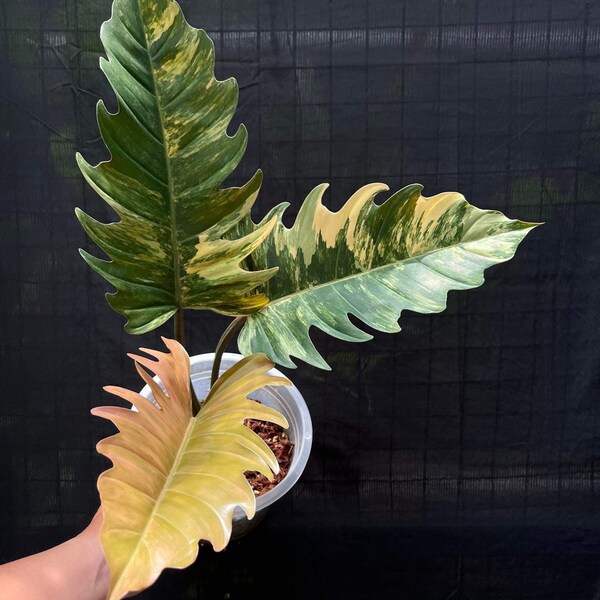 Philodendron Caramel Marble Variegated Fully Rooted Plant 3 leaves **
