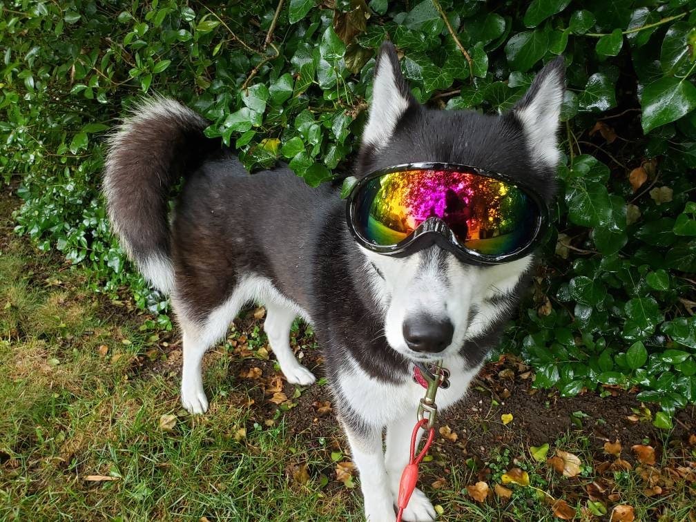 Christmas 2022 Doggles Bark Bag Dog Goggles Dog Sunglasses Dog Protective Eyewear | Etsy Ireland
