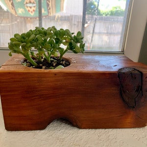 May include: A wooden planter with a natural, rustic finish. The planter has a unique, asymmetrical shape and features a knot in the wood. A small succulent plant is growing in the planter.