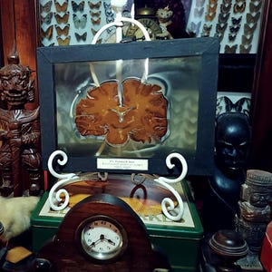 May include: A collection of curiosities, including a bust, a wooden carving, a framed brain slice, a clock, and a duckling. The items are displayed on a dark surface with a cabinet in the background, showcasing butterfly specimens.