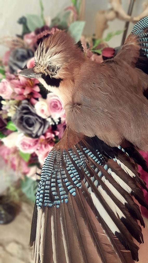 カケスの剥製 フランス・カケスの剥製 - 神戸 Sibora/Rhombus