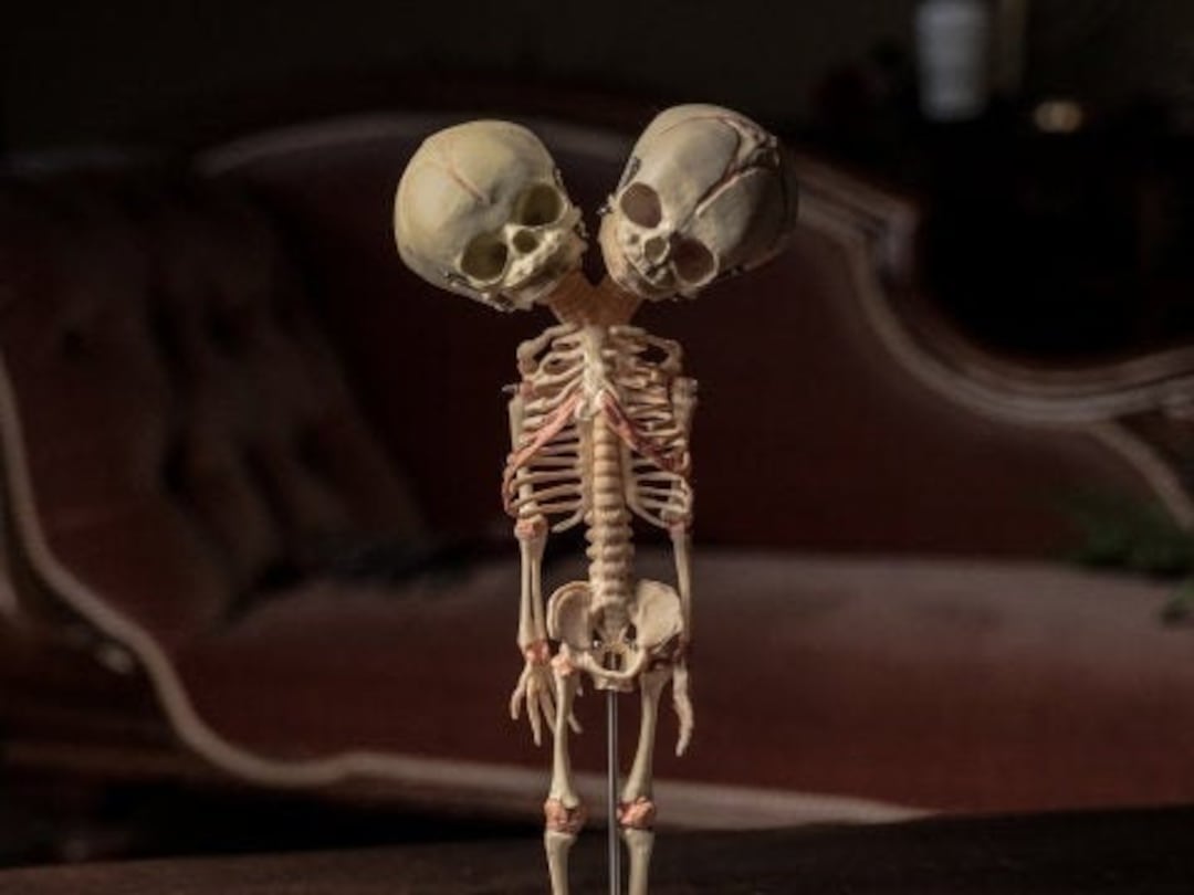 骨格標本2点セット- Cabinet de Curiosités -