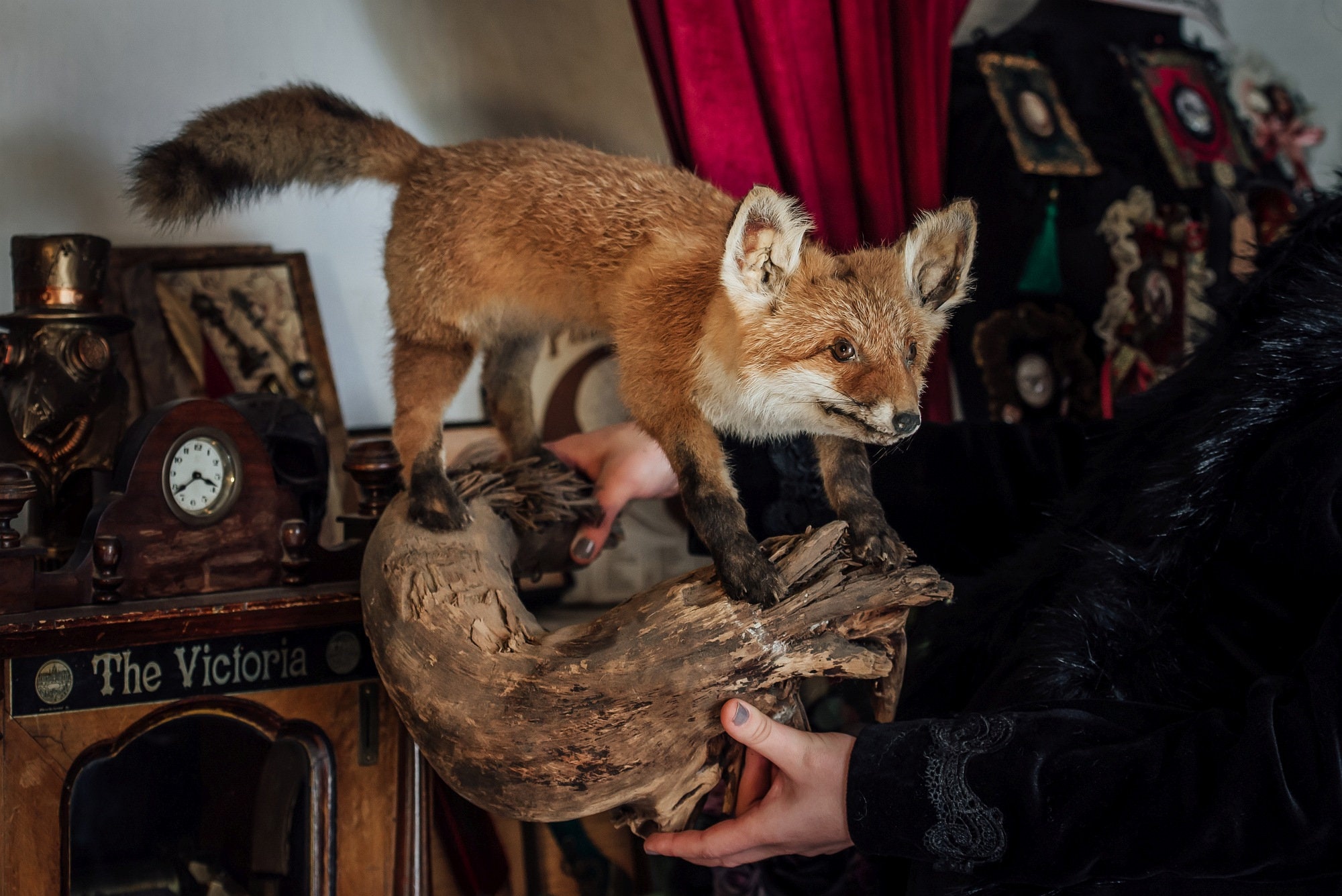 naga tails the fox