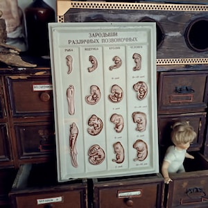 Vintage menschliches anatomisches Modell, Vintage Lernmodell, Modell des menschlichen Körpers, anatomisches Reliefplakat, biologisches Modell, Modell der Wirbel