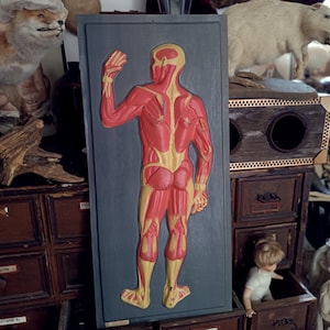 Vintage menschliches anatomisches Modell, Vintage Lernmodell, Modell des menschlichen Körpers, Muskelmodell, anatomisches Reliefplakat, biologisches Modell