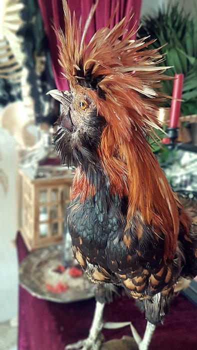 HAHN KUSCHELVOGEL Taxidermy Art Kurioses Wohndekor | Etsy