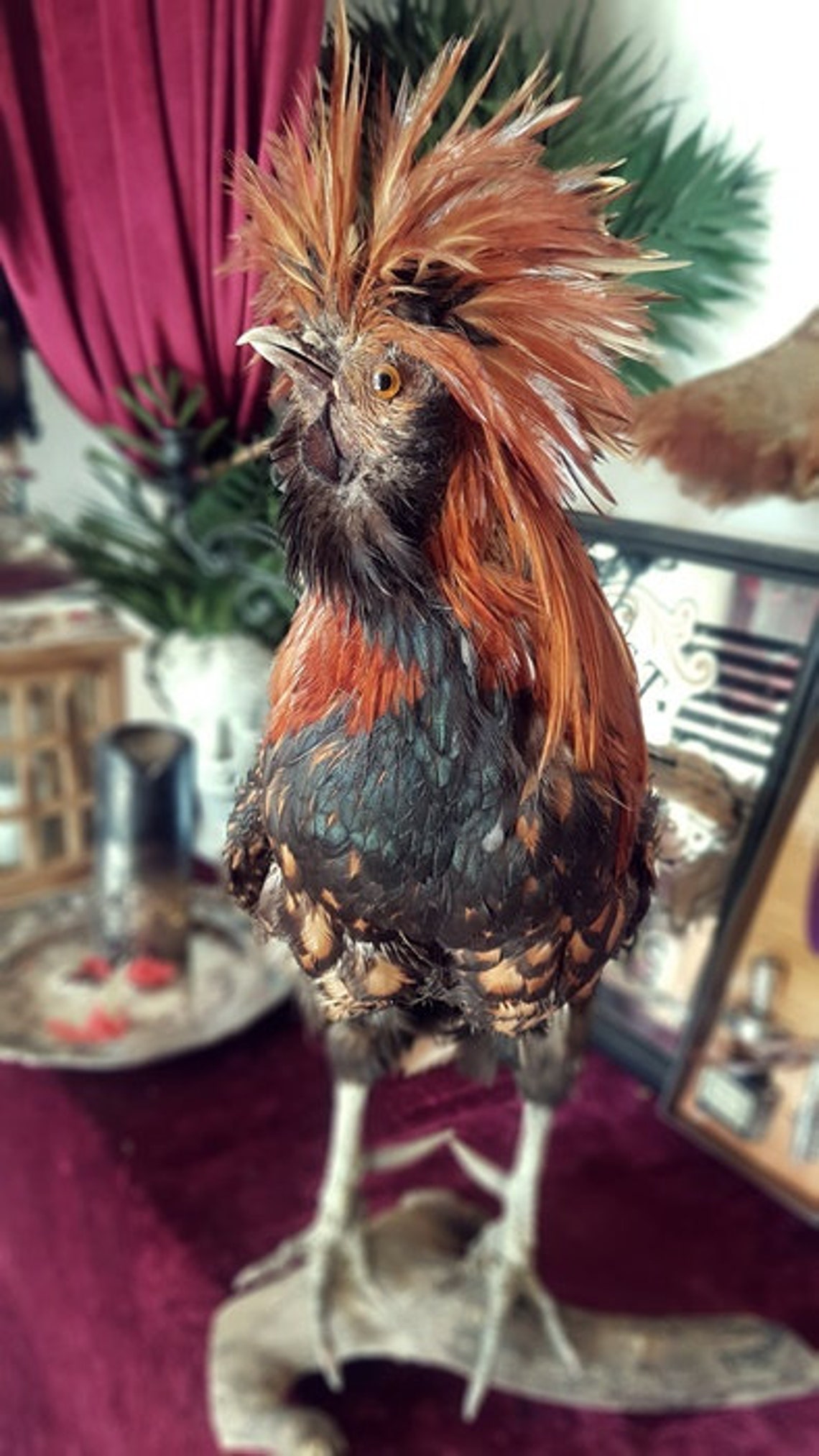 HAHN KUSCHELVOGEL Taxidermy Art Kurioses Wohndekor | Etsy