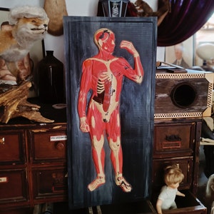 Vintage menschliches anatomisches Modell, Vintage Lernmodell, Modell des menschlichen Körpers, Muskelmodell, anatomisches Reliefplakat, biologisches Modell