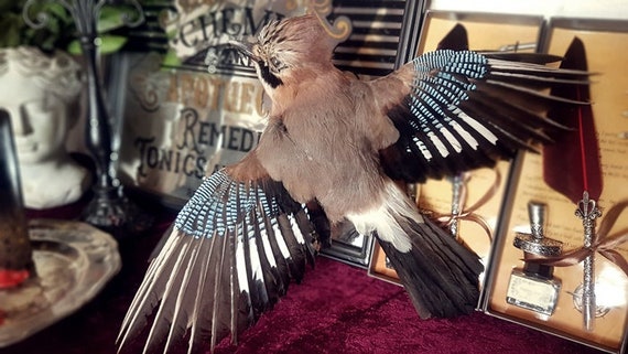 カケスの剥製 カケスの剥製