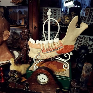 Human Half Lower Jaw model, big jaw with teeth anatomical model, vintage educational model, human teeth, dental model, Jaw Nerves model,
