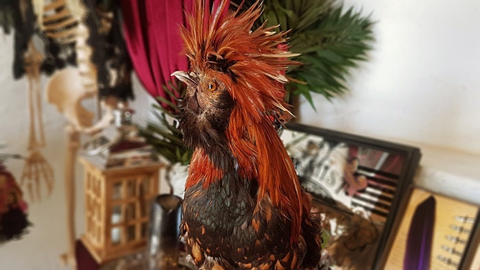 HAHN KUSCHELVOGEL Taxidermy Art Kurioses Wohndekor | Etsy