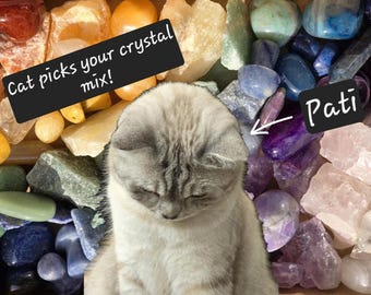 Cat chooses Crystal Confetti Bags | Cute cat lover gift christmas gift crystal confetti scoops cat picks your gemstones british shorthair