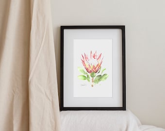 Acquerello King Protea - Stampa digitale