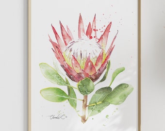 Watercolor King Protea - A4 Print