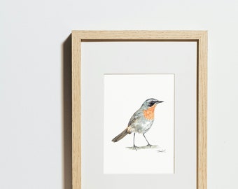 Impresión artística de acuarela Cape Robin Chat