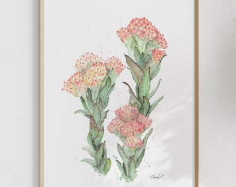 Impresión artística de acuarela de flores de fynbos