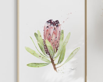 Acuarela Protea Lámina artística
