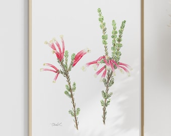 Watercolor Erica Discolor  Protea - Art Print