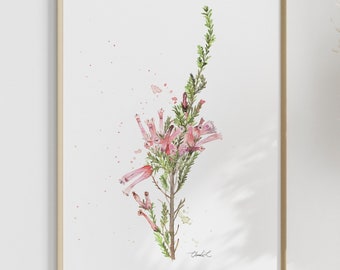 Impresión artística de acuarela de Erica rosa