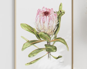 Watercolor Strap-leaved  Protea - A4 Print