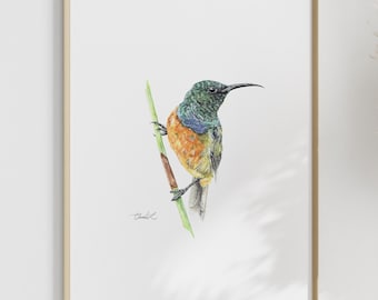 Watercolor Orange-breasted Sunbird - Art Print